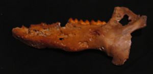 Muknalia minima mandible