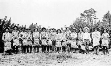 Nashville peach pickers