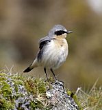 Northern wheatear male09.JPG