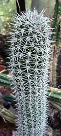 Pachycereus gatesii.jpg