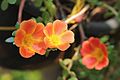 Portulaca flowers 04