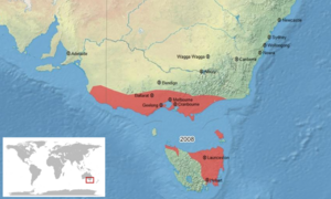 Pseudophryne semimarmorata map-fr.svg