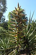 Puya alpestris kz05.jpg