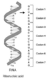 RNA-codon