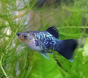 Rainbow platy