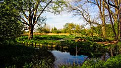 River Wandle in Morden Hall Park.jpg