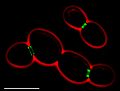 S cerevisiae septins