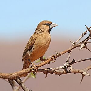 Sociable weaver (Philetairus socius).jpg