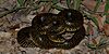 Speckled kingsnake (Lampropeltis holbrooki), Austin County, Texas