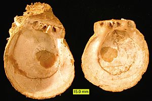 SpondylusPliocene