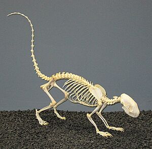 Striped Skunk Skeleton