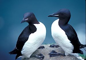 Thick-billed Murres in Alaska refuge