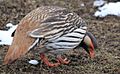 Tibetan Snowcock