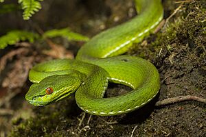 Trimeresurus stejnegeri.jpg