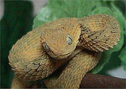 Variable bush viper