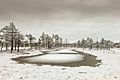 Viru Bog at winter