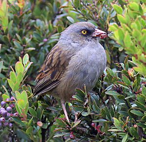 Volcano Junco.jpg