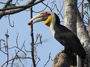 Wreathed hornbill1.jpg