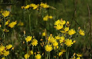 Yellow Hawkweed.jpg