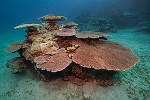 Acropora hyacinthus, NPS