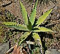 Agave xylonacantha 1