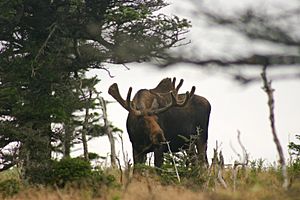 Alces alces Cape Breton Highlands National Park