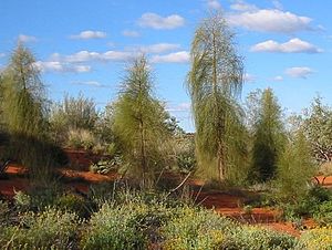 Allocasuarina decaisneana.jpg