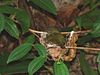 Araripe Manakin (Antilophia bokermanni) on nest.jpg