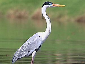 Ardea cocoi-standing