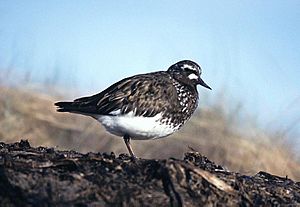 Arenaria melanocephala1