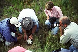 Banding Ferruginous hawk chicks