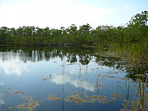 Blue Hole Big Pine Key