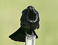 Brewer's blackbird