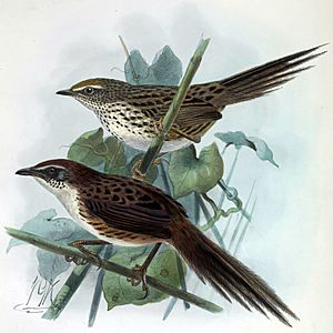 Bullers fernbirds.jpg