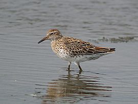 Calidris acuminata P4278959.jpg