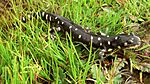 California Tiger Salamander