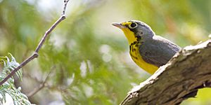 Canada warbler (5834587846)