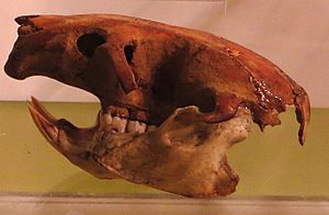 Canariomys bravoi skull.JPG