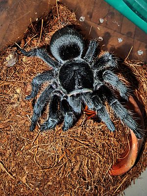 Captive Female G pulchra Feeding