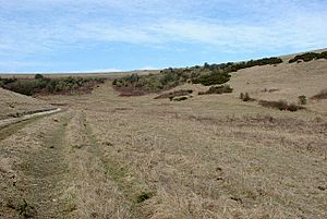 Castle Hill National Nature Reserve - geograph.org.uk - 1728047.jpg