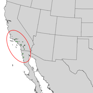 Ceanothus spinosus range map 2.png