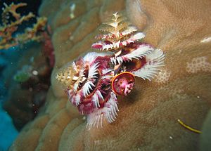 Christmas Tree Worm