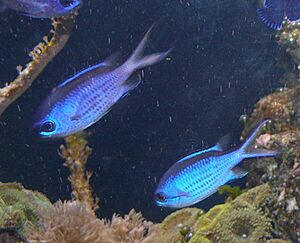 Chromis cyanea 2