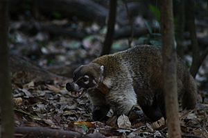 Coati in "la venta" México