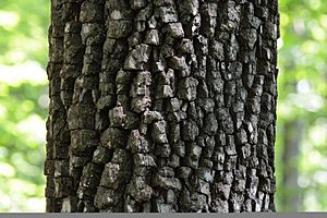 Common Persimmon Bark