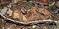 Copperhead (Agkistrodon contortrix) photographed in Liberty Co., Texas. W. L. Farr