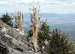 CurrantBristleCone