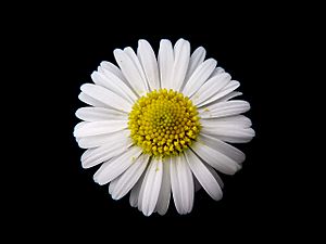 Daisy Gänseblümchen Bellis perennis 01.jpg