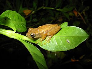 Dendropsophus branneri.jpg