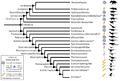 Dinosauria phylogeny and integument